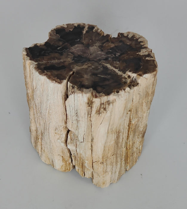 Petrified Wood Branch