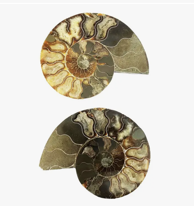 Ammonite Fossil- Medium (A)