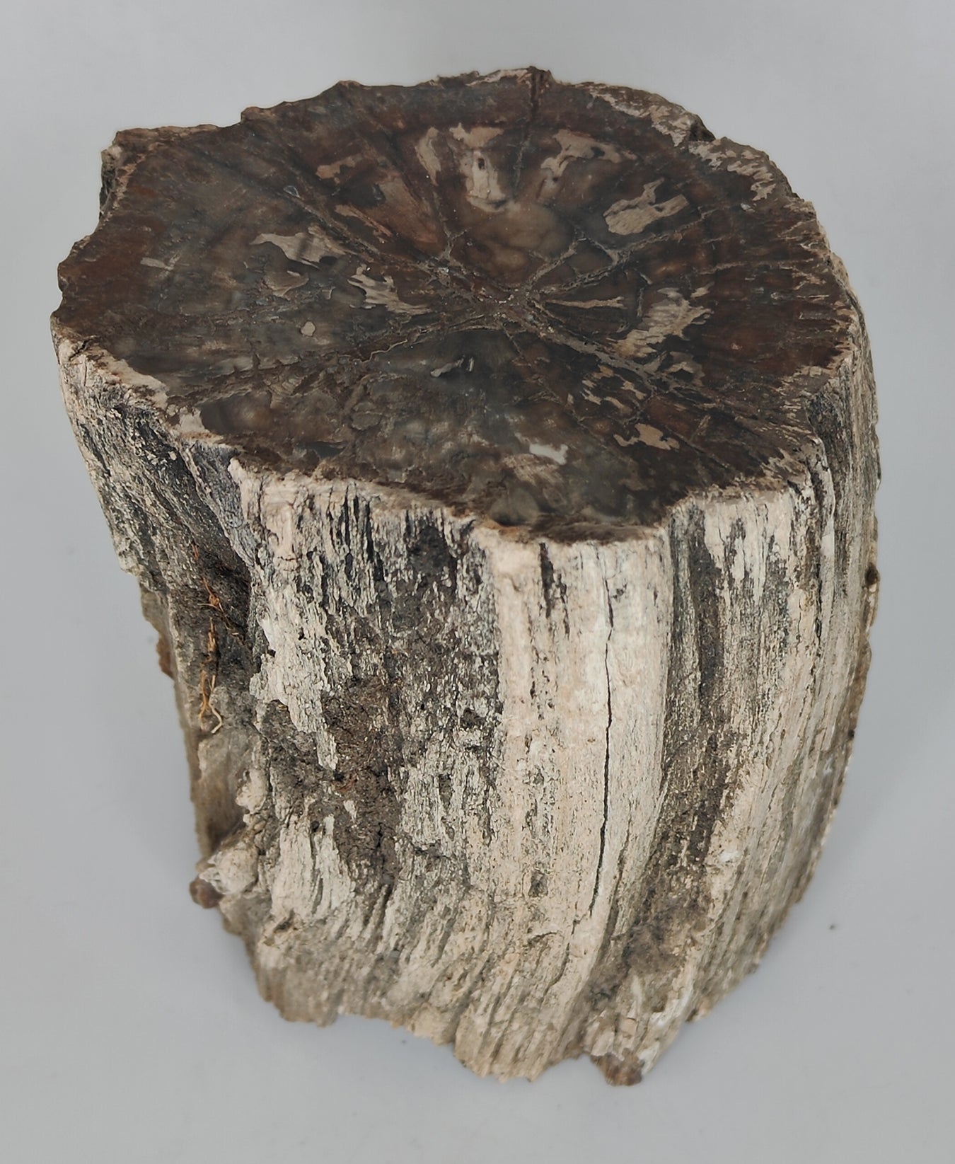 Petrified Wood