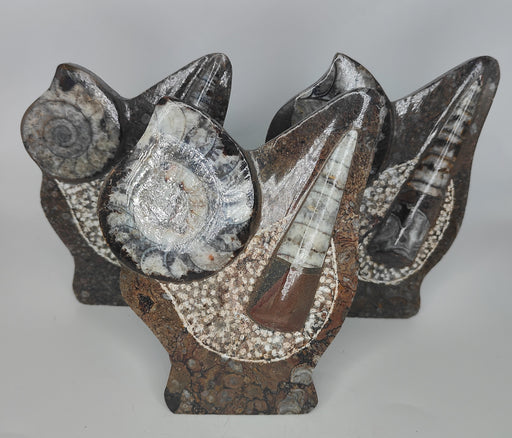 Ammonite & Orthoceras Decorative Piece
