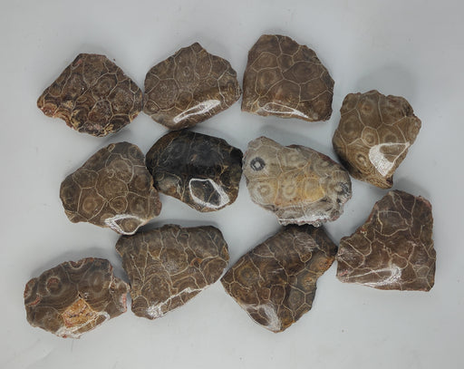 Moroccan Coral Fossils