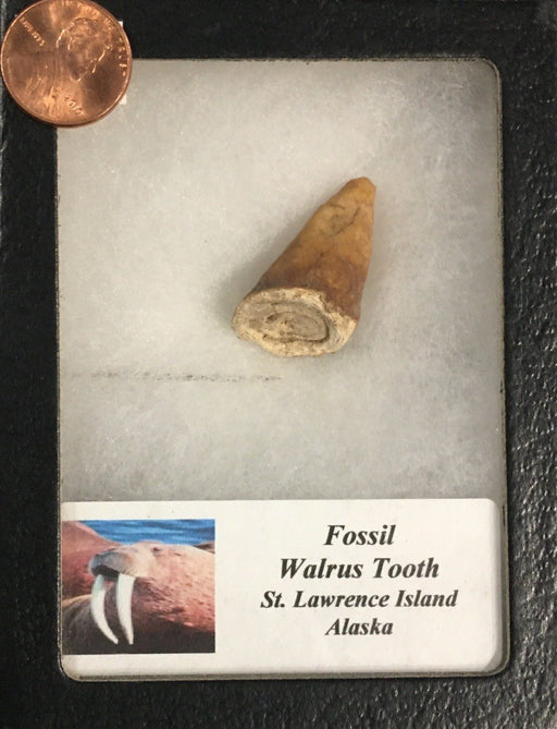 Fossil Walrus Tooth - St. Lawrence Island Alaska