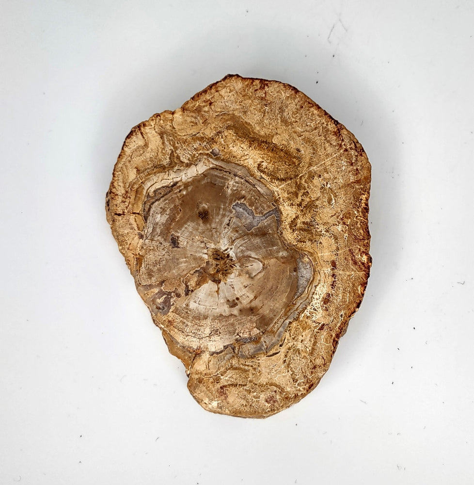 Petrified Wood Slab (A) - 3.5"