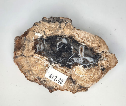 Petrified Wood Slab (B) - 3.75"