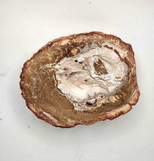 Petrified Wood Slab (D) - 4"