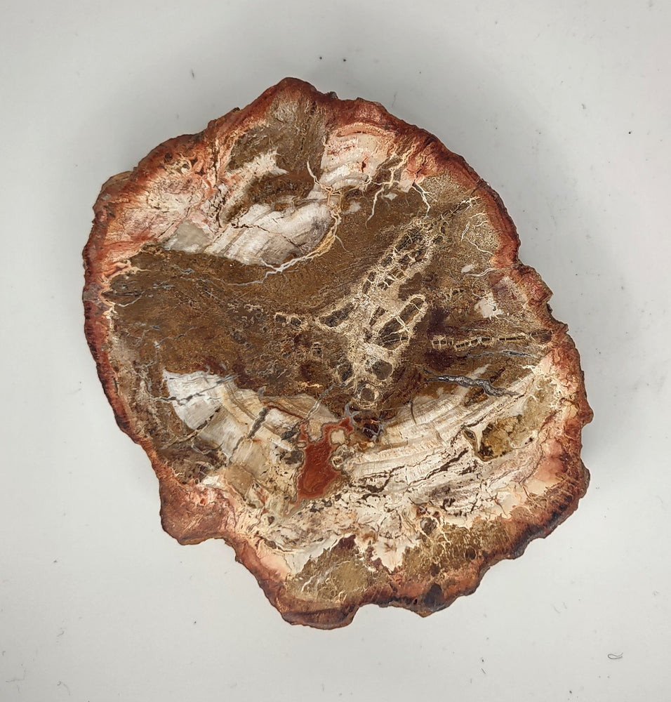 Petrified Wood Slab (I) - 4"