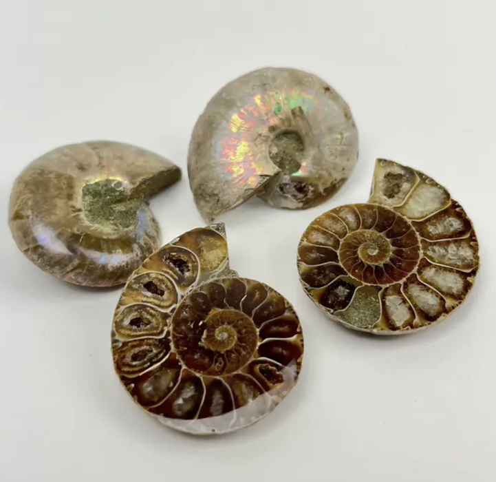 Ammonite Fossil - Small