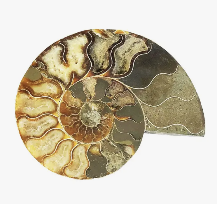 Ammonite Fossil- Medium (A)