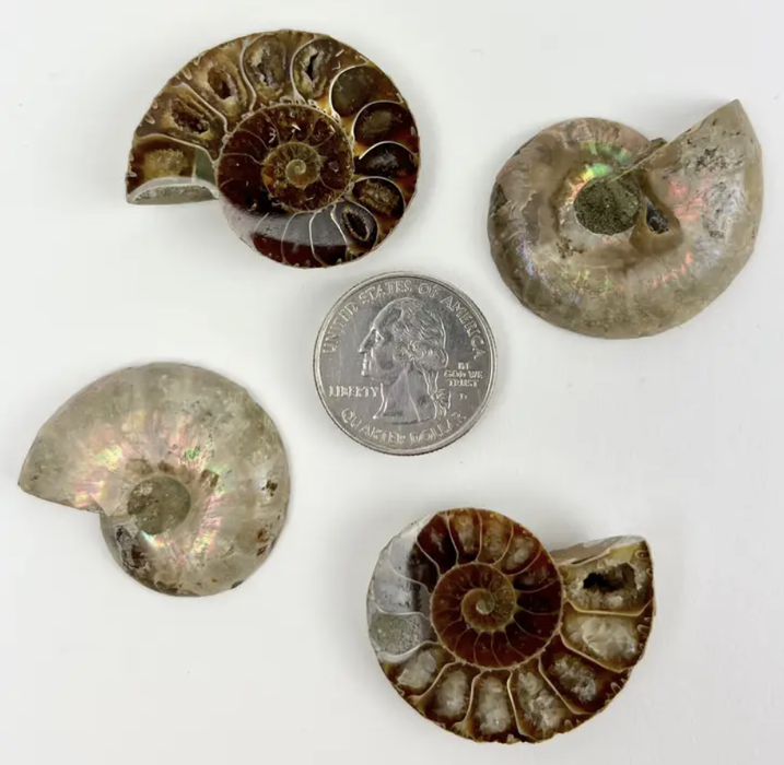 Ammonite Fossil - Small