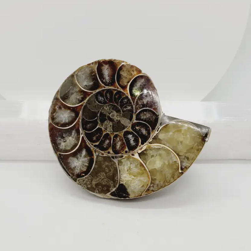 Ammonite Fossil - Large