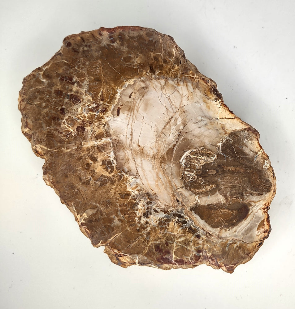 Petrified Wood Slab (H) - 4.25"